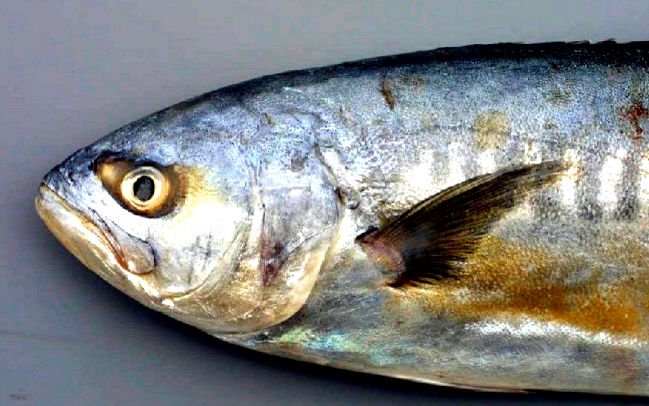 Campogramma glaycos_003